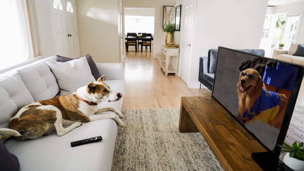 Dog Watching TV with Caavo Control Center & Universal Remote