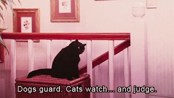 Most Memorable On-Screen Cats for International Cat Day!
